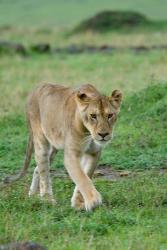 Kenya: Masai Mara Game Reserve, Mara Conservancy, Lion | Obraz na stenu