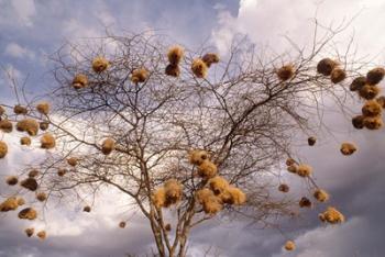 Kenya, Acacia, Back-necked and Vitelline masked Weaver | Obraz na stenu