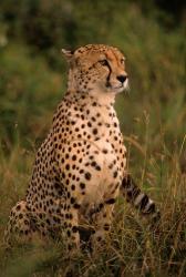 Kenya: Masai Mara, head of mating cheetah | Obraz na stenu