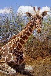 Giraffe lying down, Loisaba Wilderness, Laikipia Plateau, Kenya | Obraz na stenu
