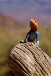 Kenya: Namunyak Conservation Area, Agama Lizard on rock | Obraz na stenu