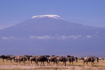 Kenya: Amboseli NP, wildebeest wildlife, Mt Kilimanjaro | Obraz na stenu
