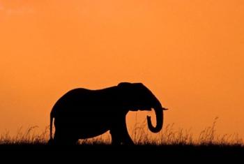 Silhouette of Elephant at sunset, Masai Mara National Reserve, Kenya | Obraz na stenu