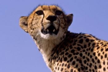 Kenya, Masai Mara National Reserve. Female Cheetah | Obraz na stenu