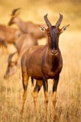 Female topi standing on grassy plain, Masai Mara Game Reserve, Kenya | Obraz na stenu