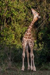 Africa, Kenya, Nairobi, Langata, Hog Ranch | Obraz na stenu
