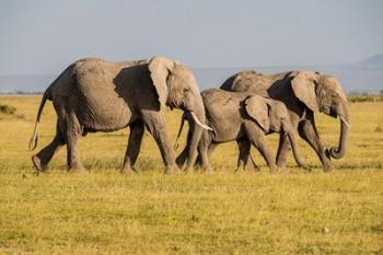 Africa, Kenya, Amboseli National Park, Elephant | Obraz na stenu