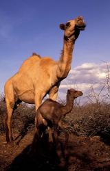 Dromedary Camel, Mother and Baby, Nanyuki, Kenya | Obraz na stenu
