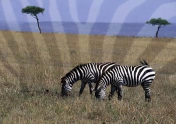 Zebra on the Serengeti, Kenya | Obraz na stenu