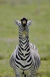 Male Burchell's Zebra Exhibits Flehmen Display to Sense Females, Kenya | Obraz na stenu