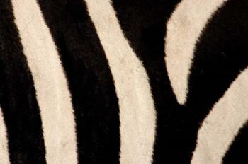 Close-up of Zebra Stripes, Masai Mara, Kenya | Obraz na stenu