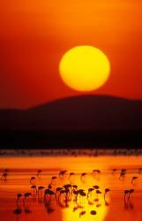 Flock of Lesser Flamingos Reflected in Water at Sunrise, Amboseli National Park, Kenya | Obraz na stenu