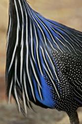 Detail of Vulturine Guineafowl Breast Feathers, Samburu National Reserve, Kenya | Obraz na stenu