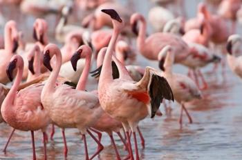 Kenya, Lake Nakuru, Flamingo tropical birds | Obraz na stenu