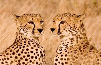 Kenya, Masai Mara National Reserve. Two cheetahs | Obraz na stenu