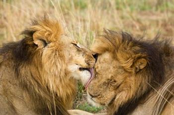 Kenya, Masai Mara, Male lions | Obraz na stenu