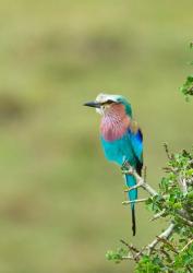 Kenya, Masai Mara. Lilac-breasted roller bird | Obraz na stenu