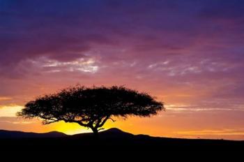 Kenya, Masai Mara. Sunrise silhouette, acacia tree | Obraz na stenu
