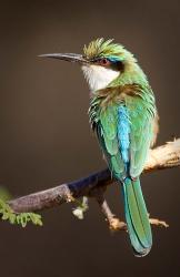 Kenya, Samburu NR, Somali bee-eater, tropical bird | Obraz na stenu