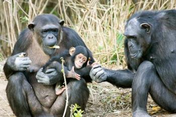 Kenya, Chimpanzees at Sweetwaters Tented Camp | Obraz na stenu