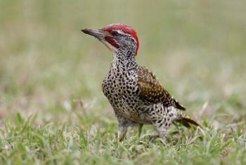 Kenya, Masai Mara NWR, Nubian woodpecker bird | Obraz na stenu