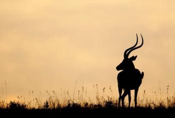 Impala With Oxpecker Bird, Nakuru National Park, Kenya | Obraz na stenu