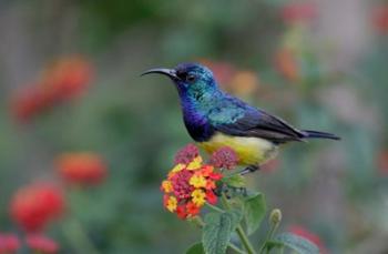 Kenya, Lake Naivasha. Variable sunbird male | Obraz na stenu