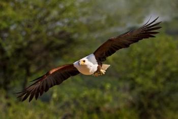 Fish Eagle in Flight, Kenya | Obraz na stenu