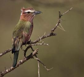 Kenya, Rufous-crowned roller bird on limb. | Obraz na stenu