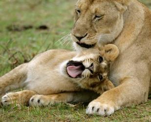 Kenya, Masai Mara, Keekorok Lodge. African lions | Obraz na stenu