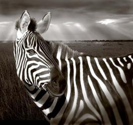 Black & White of Zebra and plain, Kenya | Obraz na stenu