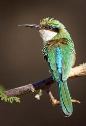 Kenya, Somali bee-eater, tropical bird on limb | Obraz na stenu