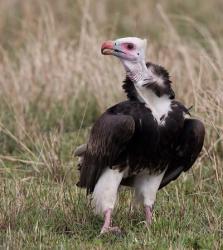 Kenya. White-headed vulture standing in grass. | Obraz na stenu