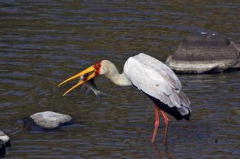 Kenya, Masai Mara. Yellow-billed stork, fish prey | Obraz na stenu