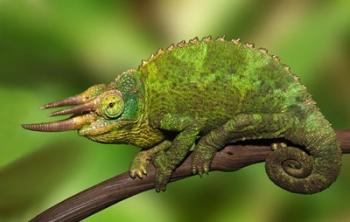 Close-up of Jackson's Chameleon on limb, Kenya | Obraz na stenu
