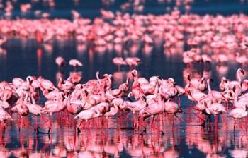 Lesser Flamingos, Lake Nakuru, Kenya | Obraz na stenu