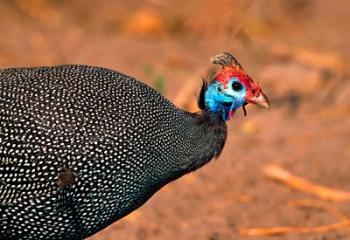 Helmeted Guinea Fowl, Kenya | Obraz na stenu