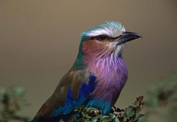 Kenya, Masai Mara, Lilac-breasted Roller bird | Obraz na stenu