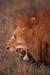 Male Lion, Masai Mara, Kenya | Obraz na stenu