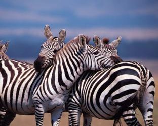 Group of Zebras, Masai Mara, Kenya | Obraz na stenu