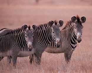 Grevy's Zebra, Masai Mara, Kenya | Obraz na stenu