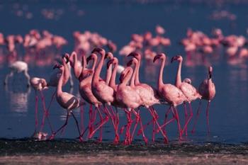 Lesser Flamingo, Kenya | Obraz na stenu