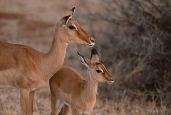 Mother and Young Impala, Kenya | Obraz na stenu