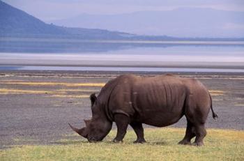 White Rhinoceros, Lake Nakuru National Park, Kenya | Obraz na stenu