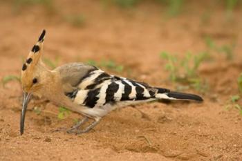 African Hoopoe wildlife, Masai Mara, Kenya | Obraz na stenu