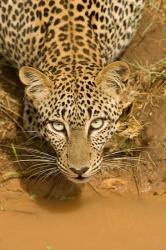 Leopard at waterhole in Masai Mara GR, Kenya | Obraz na stenu