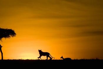 African Lion Chasing Gazelle, Masai Mara, Kenya | Obraz na stenu