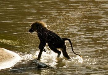 Olive Baboon, Masai Mara, Kenya | Obraz na stenu