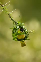 Vitelline Masked Weaver, Samburu NP, Kenya | Obraz na stenu