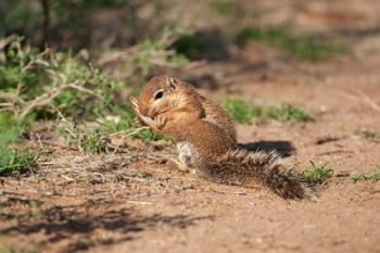 African Ground Squirrel Wildlife, Kenya | Obraz na stenu